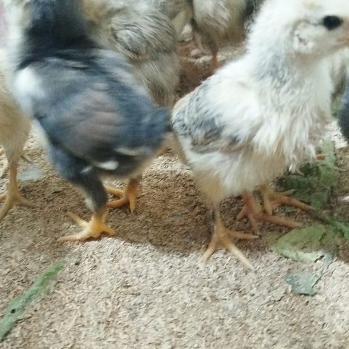 جوجه بازی گوش  س هفتشونه