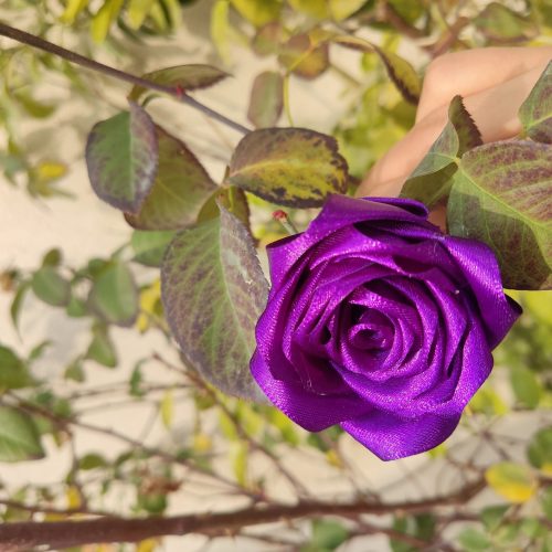 گل همیشه ماندگار