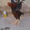 خروس لاری اصل افغان