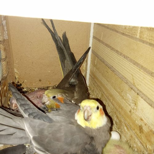 عروس هلندی مولد با جوجه