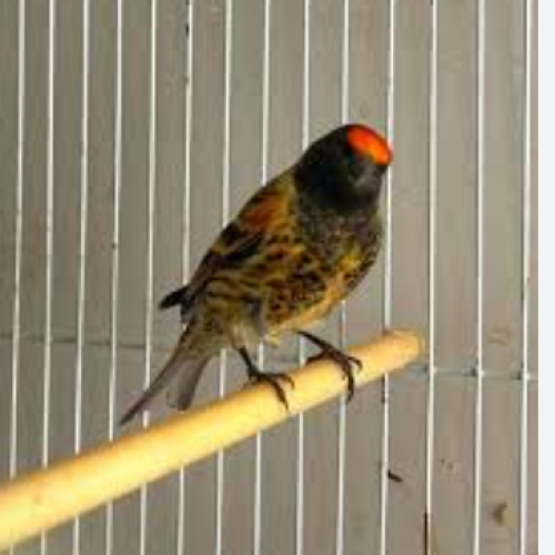 گلبسرنر مست. جفتی قناری