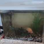 آکواریوم شیک با داشتن ماهی پرت