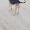 سگ جنگی