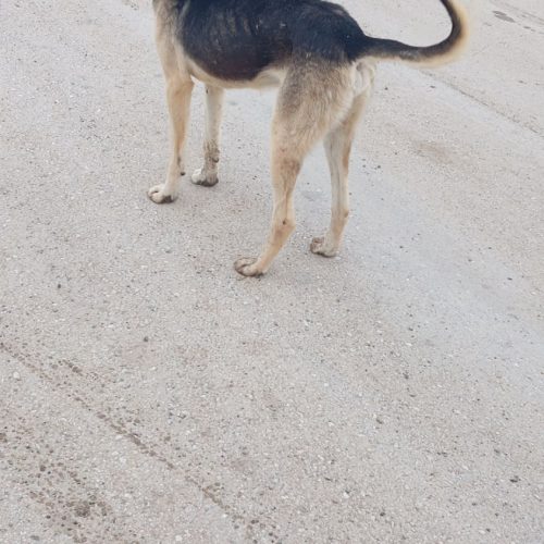 سگ جنگی