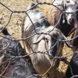 ی عدد بز نر سالم مناسب قربانی