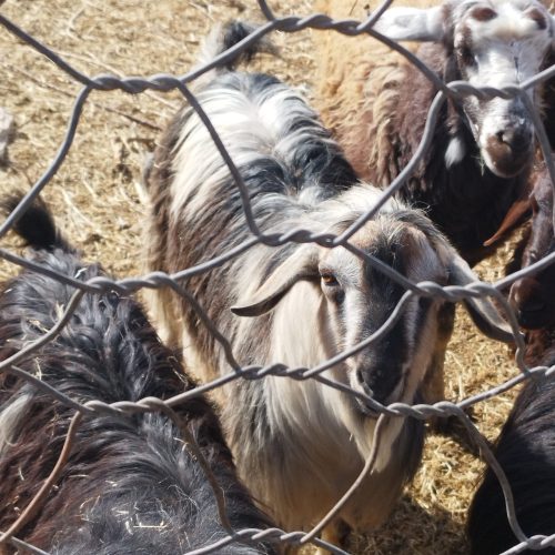 ی عدد بز نر سالم مناسب قربانی