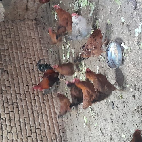 مرغ تخم گذار