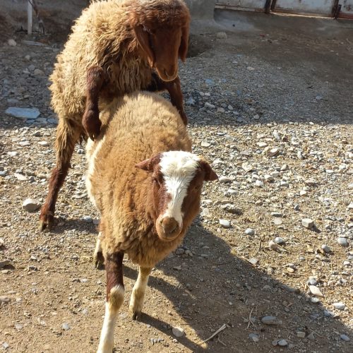 دو راس بره ماده پای قوچ