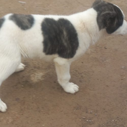 توله‌سگ‌افغان