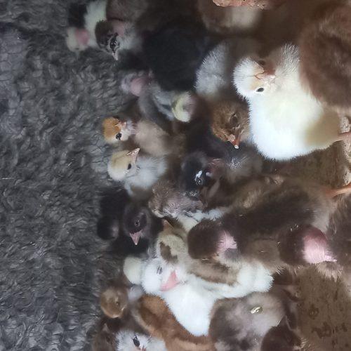 جوجه محلی گردن  لخت