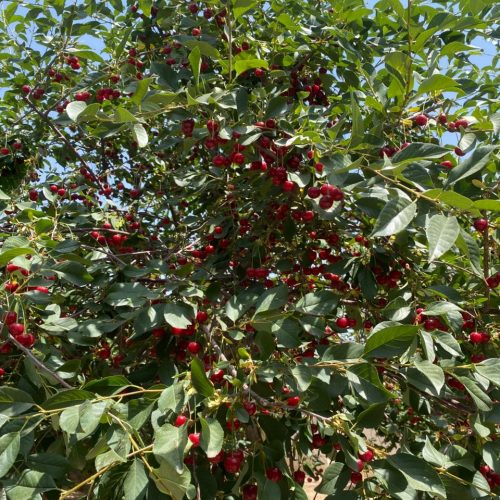 تخفیف جزیی پای معامله
