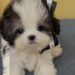 سگ فنجونی مینیاتوری