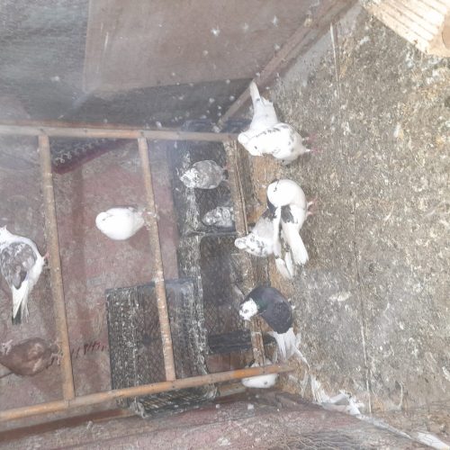 کفتر ها همه یکجا