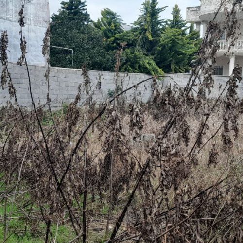 فروش 250 متر زمین