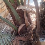 دوعددنهال درخت برحی