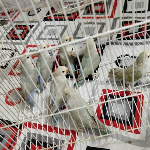 کوتوله نژاد دار