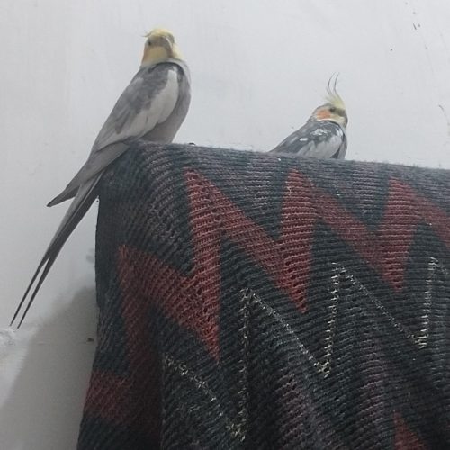 دوتا عروس نر