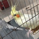 پرنده عروس نر و ماده