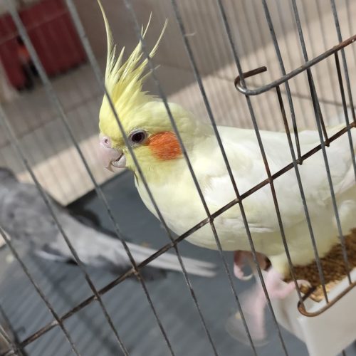 پرنده عروس نر و ماده