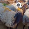فروش گوسفند جوان شال