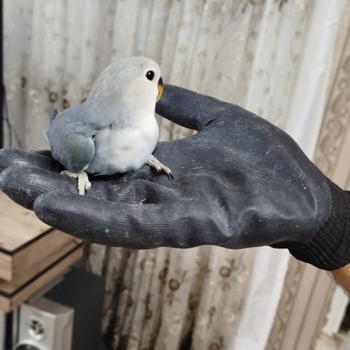 کوتوله نژاد دار