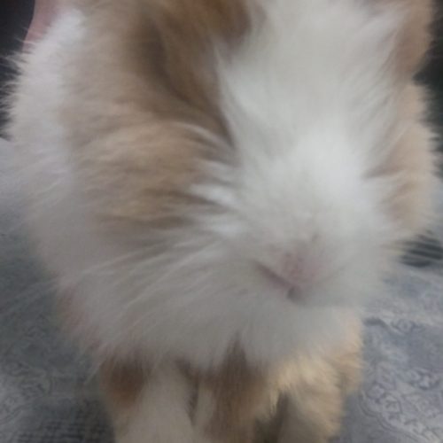 خرگوش ماده زنده و بازیگوش