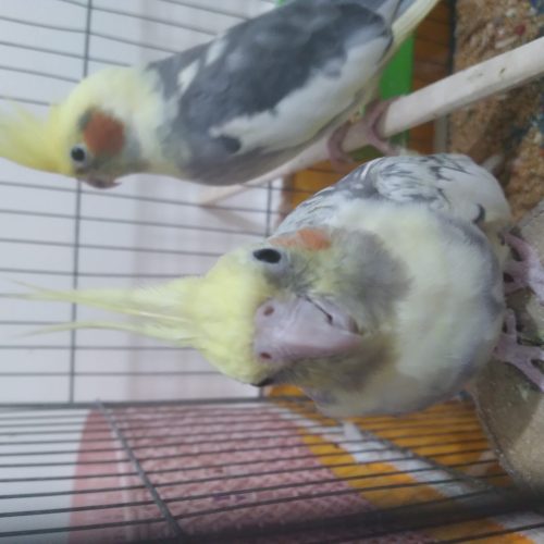 یک جفت عروس هلندی 5 تخمه