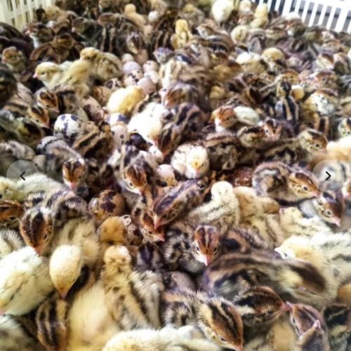 فروش بلدرچین یک روزه