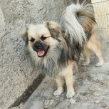 1 جفت پاپی نروماده خوشگل سالم و بازیگوش .معاوضه با پرنده .