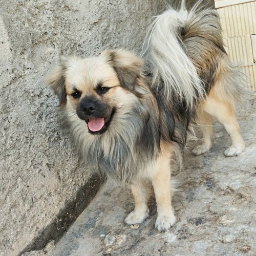 1 جفت پاپی نروماده خوشگل سالم و بازیگوش .معاوضه با پرنده .