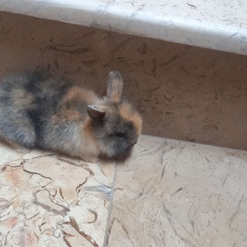 خرگوش چرسی لوپی