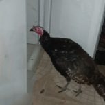 بوقلمون ماده سالم