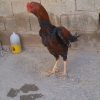 خروس لاری اصل افغان