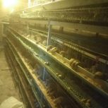 قفس بلدرچین.