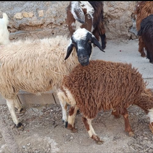 گوسفند وبره