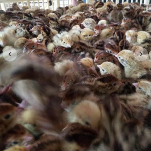 فروش بلدرچین یک روزه