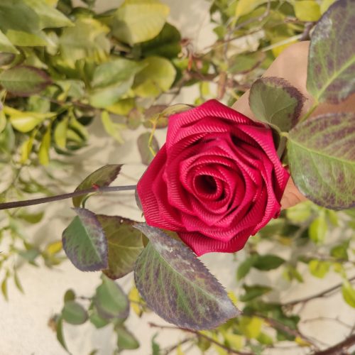 گل همیشه ماندگار