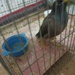 مرغ مینا موجود هست