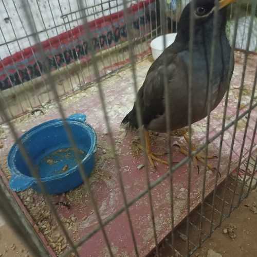 مرغ مینا موجود هست