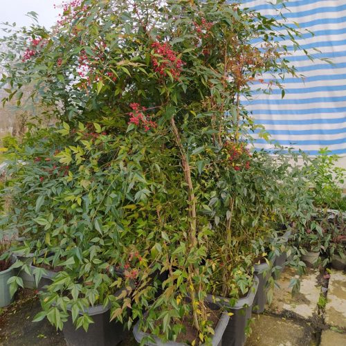شمشاد طلایی و ناندینا