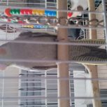 فروش عروس هلندی