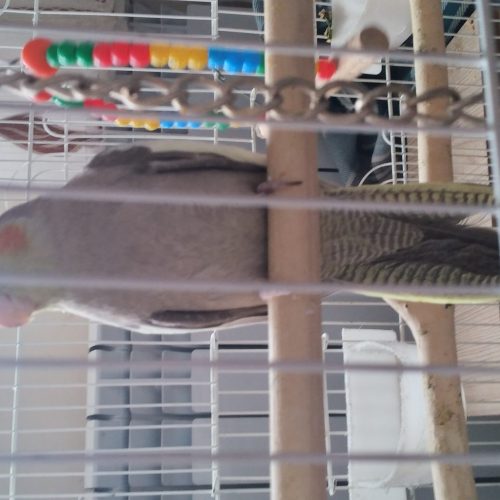 فروش عروس هلندی