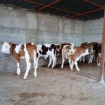 خریدوفروش انواع گوساله های سیمینتال وهلیشتاین پرواری