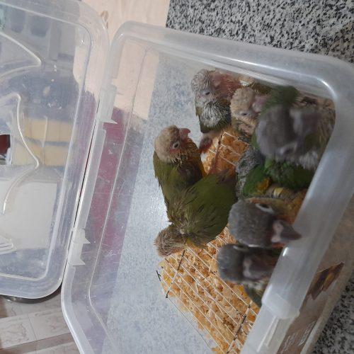 فروش جوجه گرینچیک ازسرلاکی الینرمخورودونخوردستی