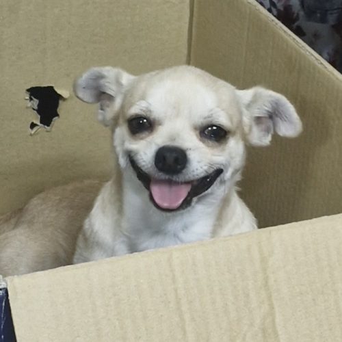 نژاد شیواوا.ماده