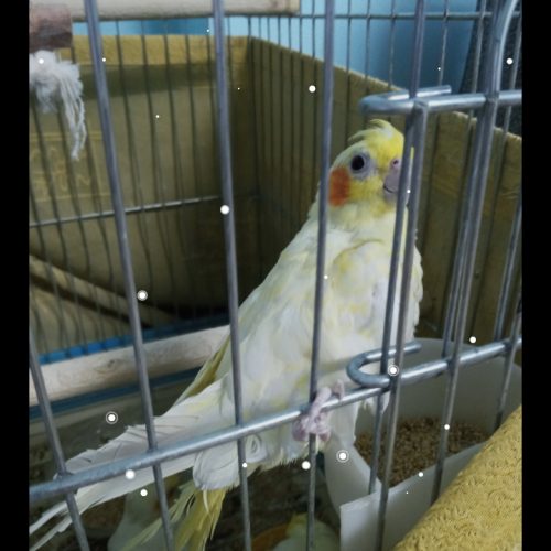 فروش عروس هلندی لوتینو