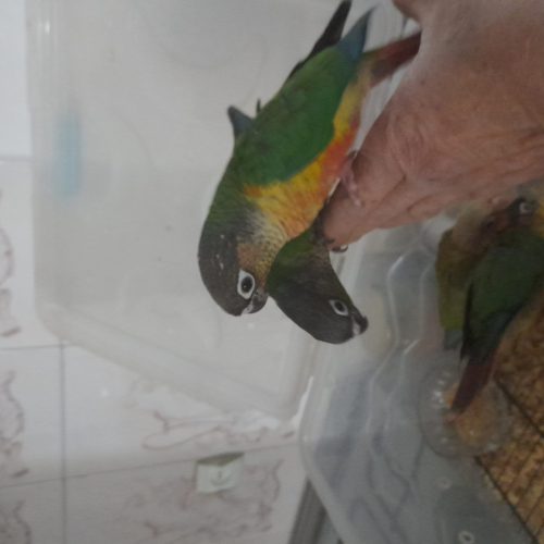 فروش جوجه گرینچیک ازسرلاکی الینرمخورودونخوردستی