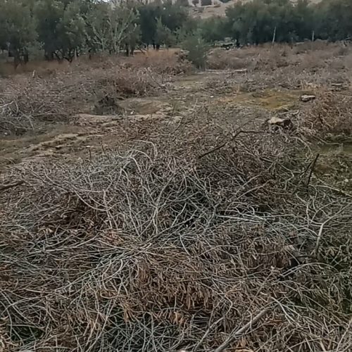 فروش باغ