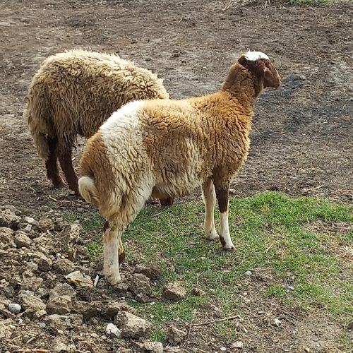 دو راس بره ماده پای قوچ