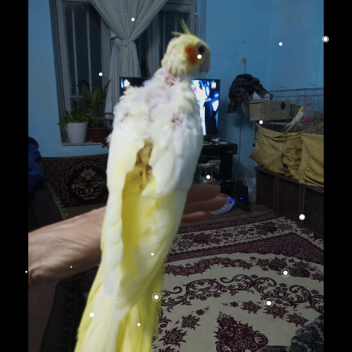 فروش عروس هلندی لوتینو